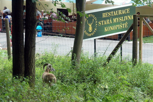 stara myslivna oburka 04